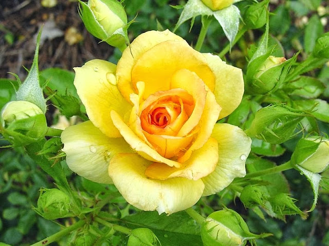 Beautiful Yellow Rose Wallpapers Free Download