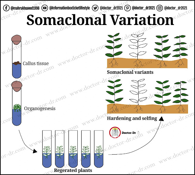 Somaclonal Variation