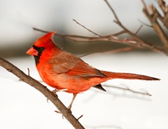 northern_cardinal_in_snow_2642