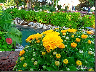 SAM_1682