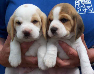 A woman(girl) holding two Beagle puppies in her hand sexy pic