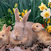 Baby bunnies with mother  flowers garden wallpaper