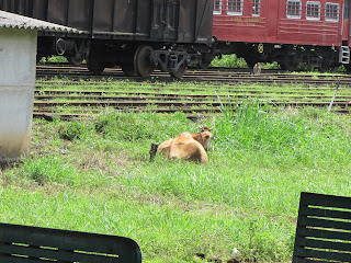 treinreis Ella Sri Lanka theeplantage 