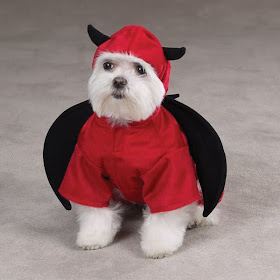 12 Creative and Unusual Dog Costumes (12) 7