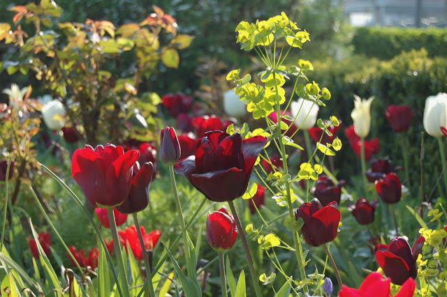 red tulips in the garden.