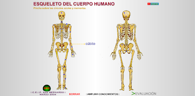 http://www.eltanquematematico.es/CM6/cuerpo/esqcuerpo.html