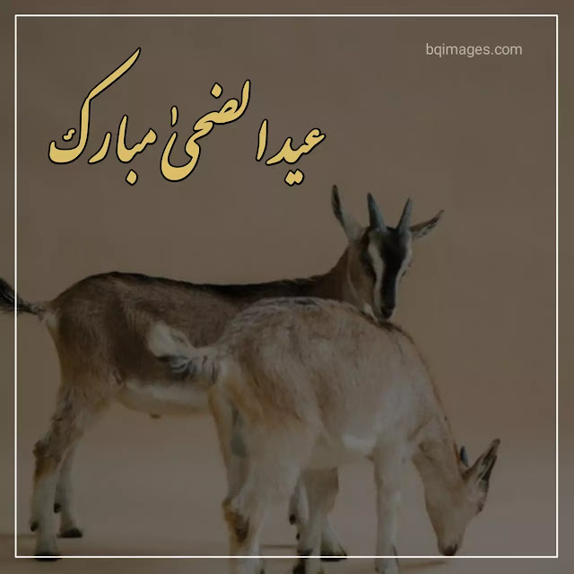 eid ul zuha image