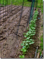 Cucumber fence