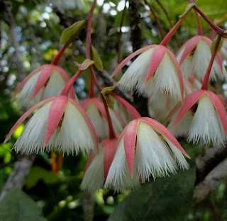 Manfaat dan Khasiat Tanaman Anyang-Anyang (Elaeocarpus Grandiflora J.E.Smith)