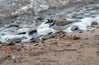 Wildlifefotografie Naturfotografie Weseraue Flussregenpfeifer