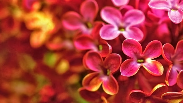 Red Lilac Flower