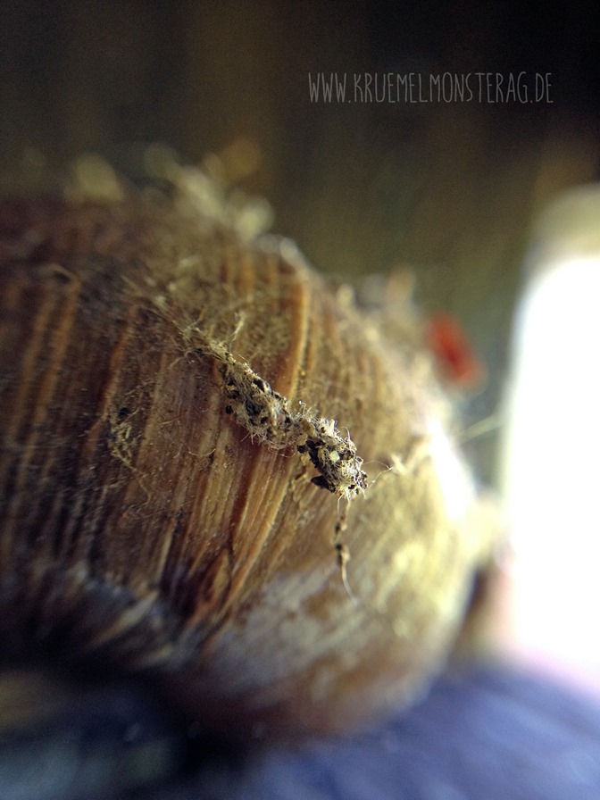 OllOgrafie Holzschnecke (02)