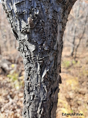 Свободноягодник сидячецветковый (Acanthopanax sessiliflorus, =Eleutherococcus sessiliflorus)