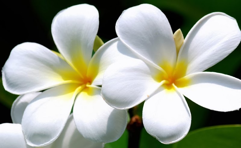 Gokil Abis 28+ Bunga Hias Warna Putih