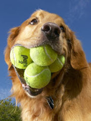 Dog with tennis balls in mouth