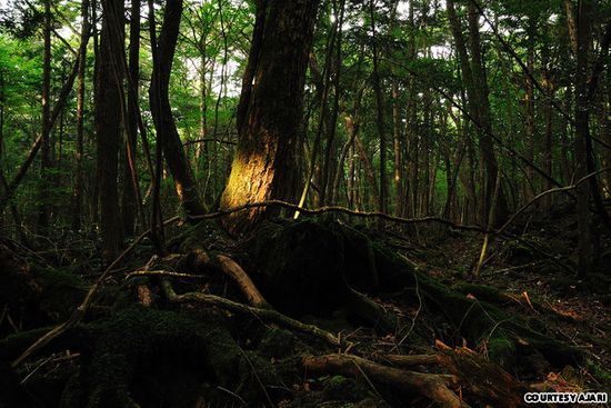 7 Tempat Wisata Paling Menakutkan di Dunia: Hutan Aokigahara - Gunung Fuji, Jepang 