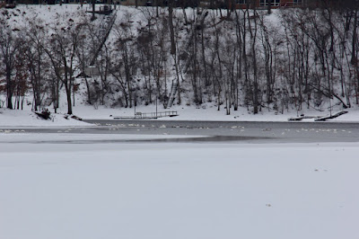 swans along the edge of open water