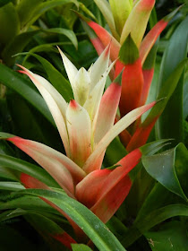 Red and white Guzmania bromeliad at the 2018 Allan Gardens Conservatory Winter Flower Show by garden muses--not another Toronto gardening blog