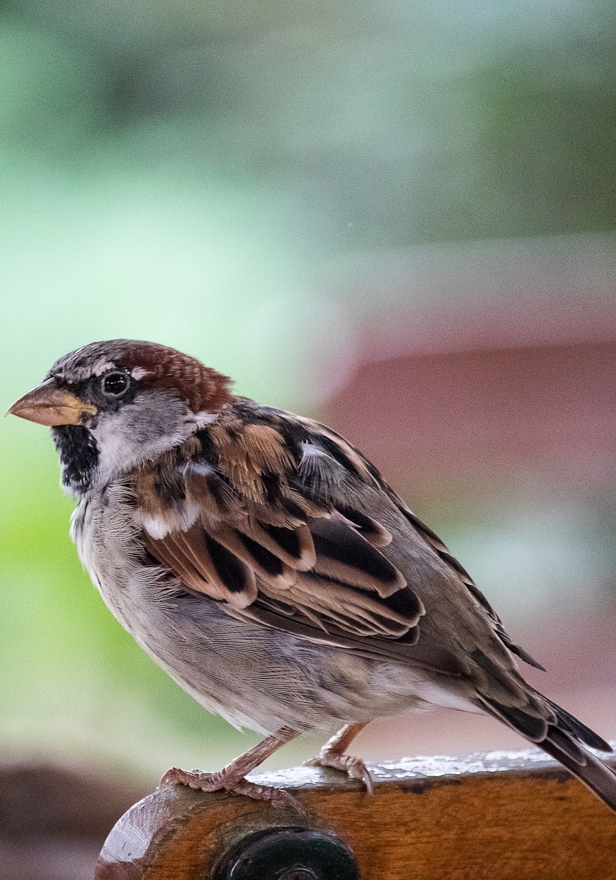 Picture of a sparrow bird up close.