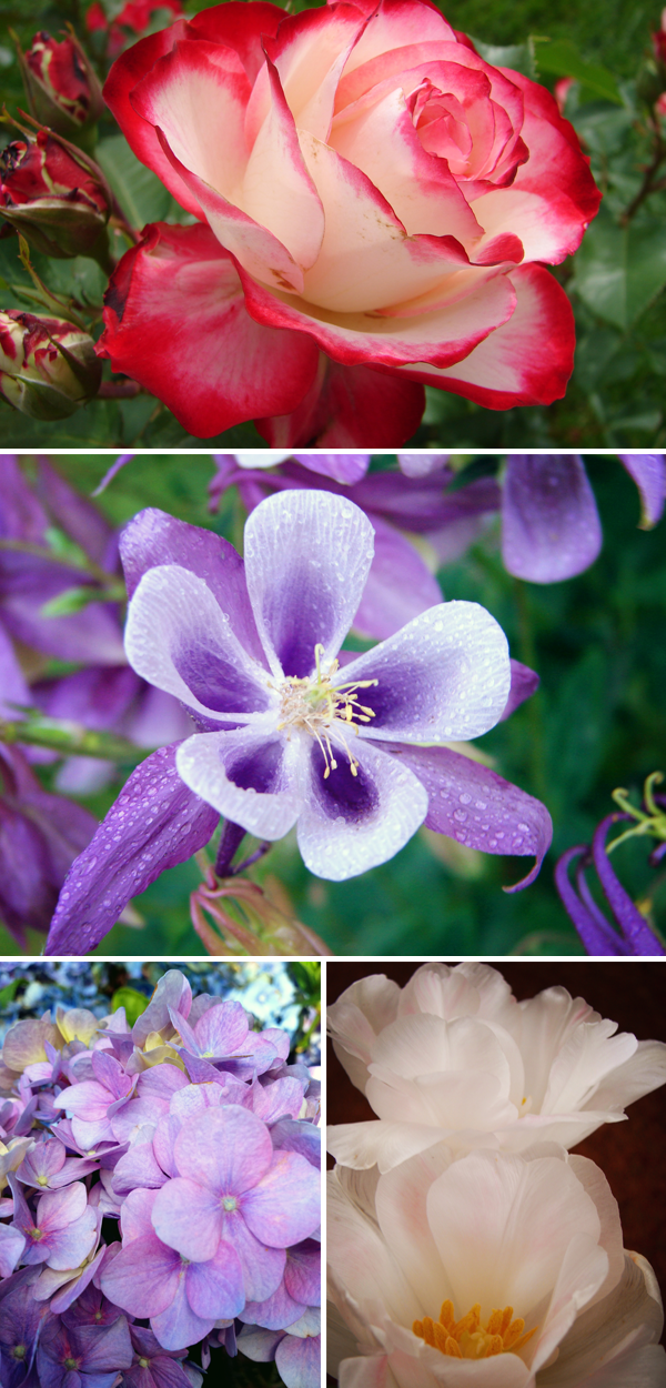 mumsflowers1