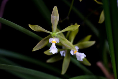 Encyclia asperula - Asperulous Encyclia care