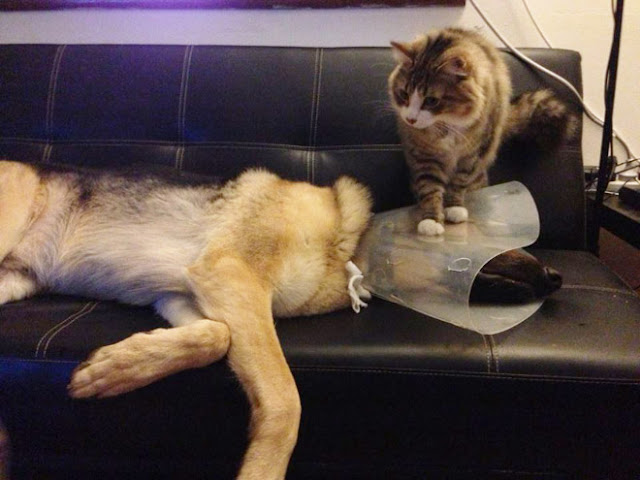 Photos of pets wearing the cone of shame - Sad but so cute - 10