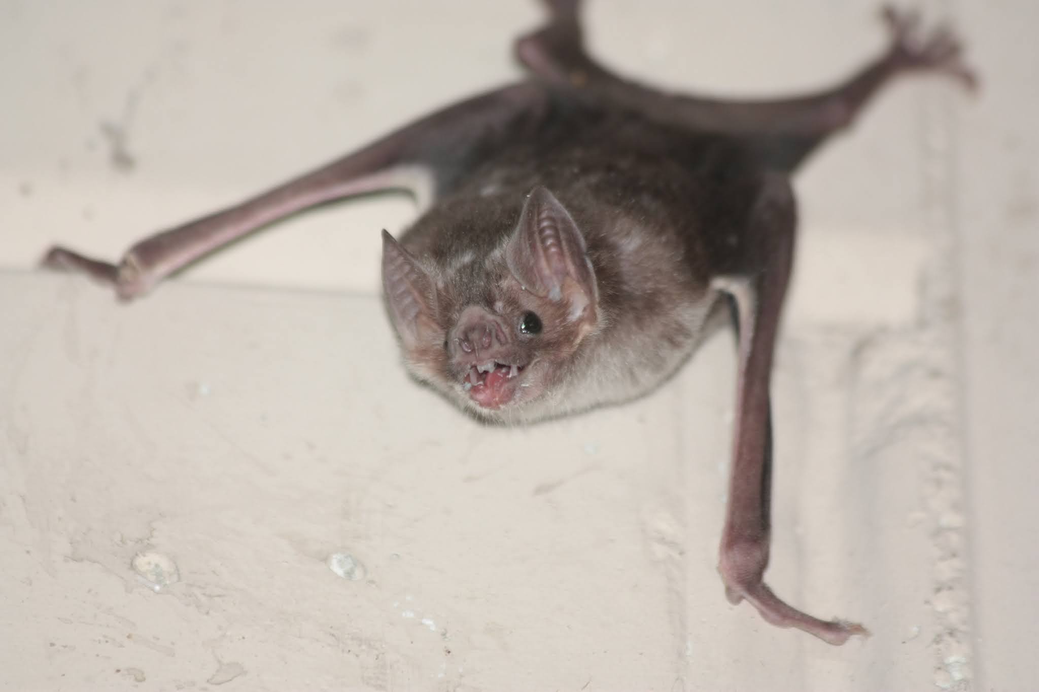 About Vampire Bats, Blood-sucking Night Beings