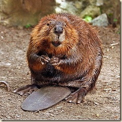 beaver
