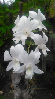 Dendrobium Orchids