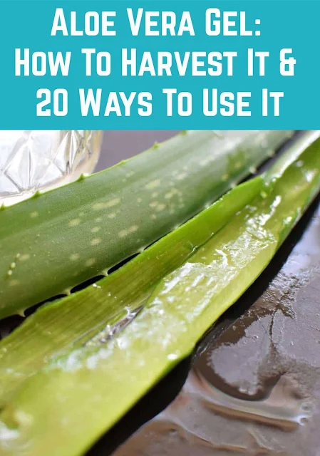 20 Brilliant Ways To Use Aloe Vera Gel August 25, 2020