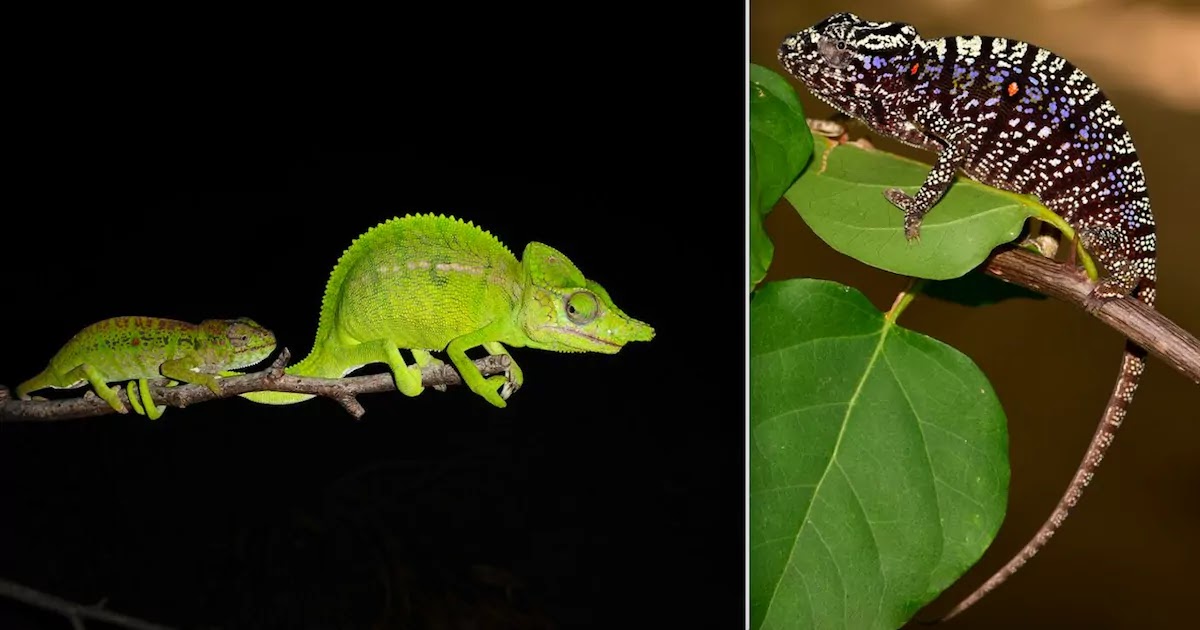 Chameleon Species Thought To Be Extinct For Over 100 Years Is Found In A Hotel Garden In Northern Madagascar