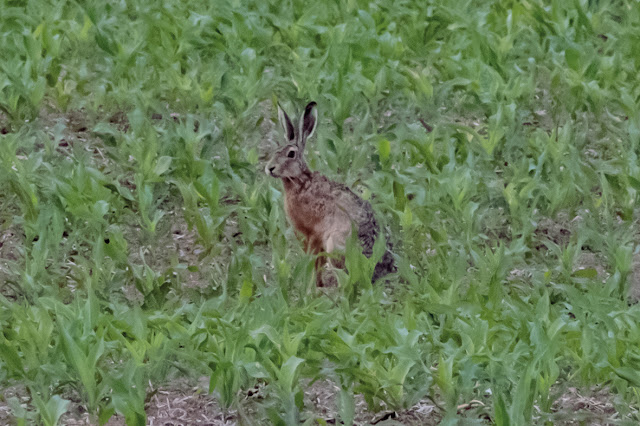 Feldhase (Lepus europaeus) © Chris Zinrten @ panAm productions 2020