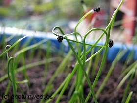 moestuinweetjes, winterprei zaaien, tuintip, ecotuintip