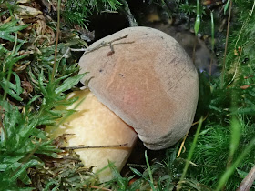 grzyby 2019, grzyby we wrześniu, grzyby w okolicach Krakowa, borowiki, pieprzniki, maślaki, lejkowiec dęty