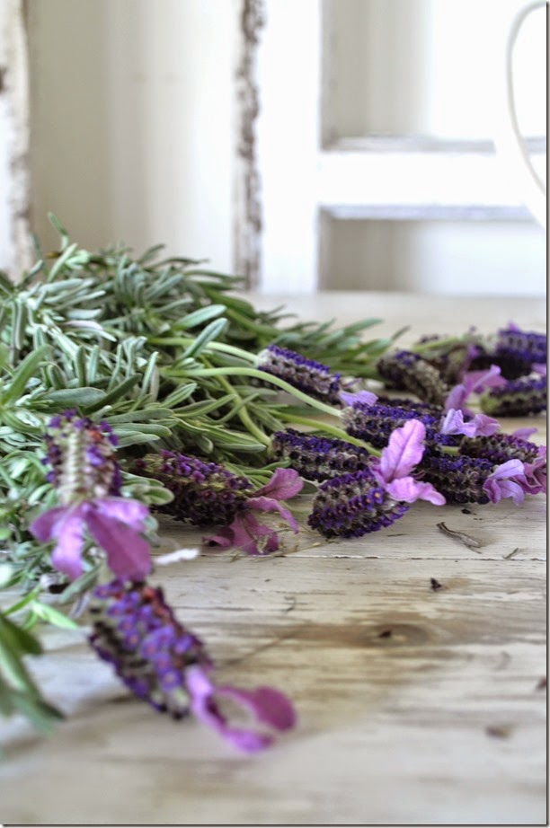 Fresh herbs 5