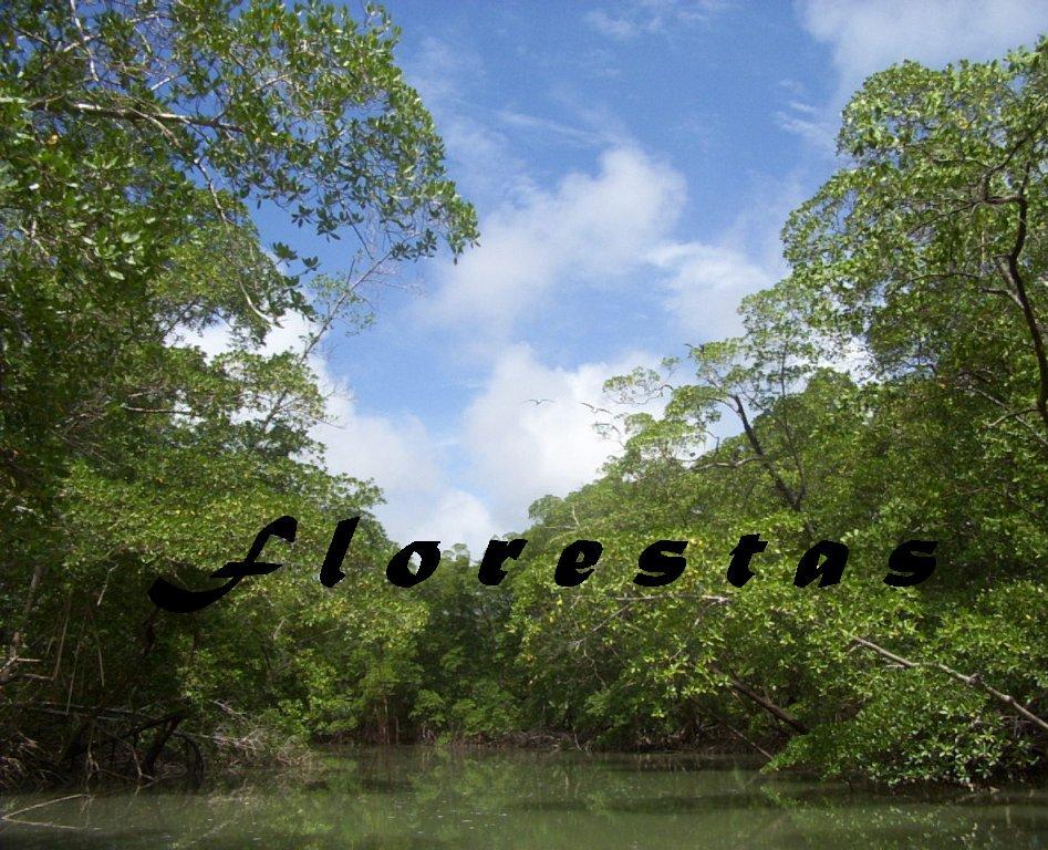 Florestas