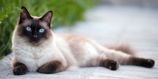 Pandangan Mendalam Pada Kucing Siam