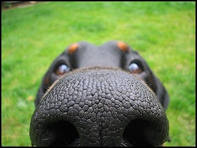 dog nose, funny animal pictures, animal pics