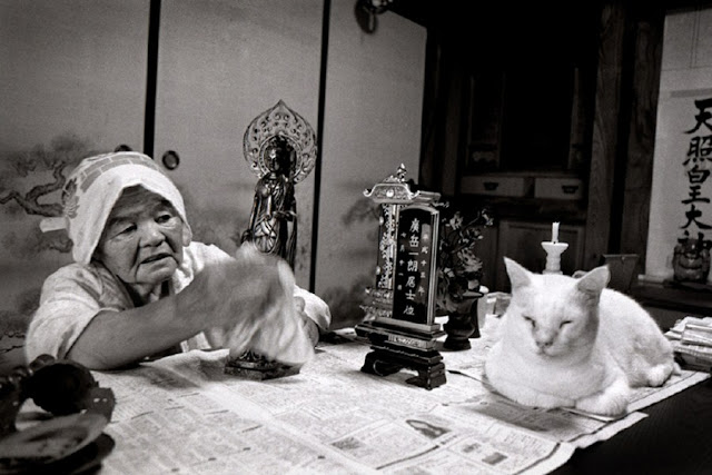 A grandma and her cat are best friends, Misa and Fukumaru, odd eyed cat