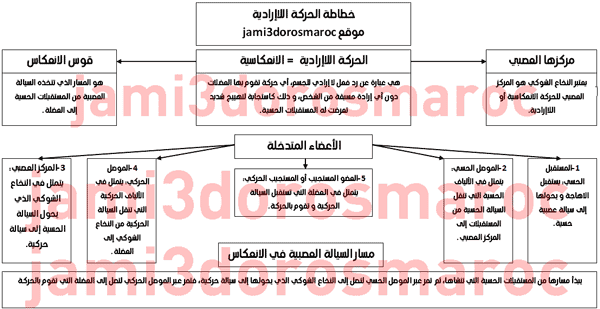 خطاطة درس الجهاز العصبي الحركة اللاإرادية السنة الثالثة اعدادي