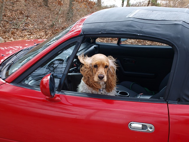 Bien voyager en voiture avec son chien