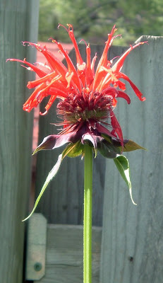 [Photo: Monarda didyma in full bloom.]