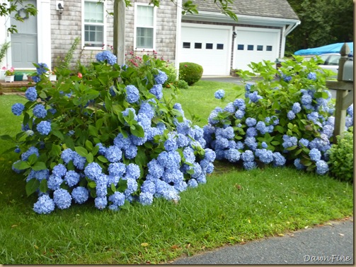 Cape cod_20090730_014