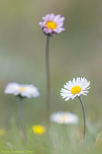 Margaritas silvestres (Bellis sylvestris)