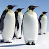 Mumbai: Byculla Penguin seabird exhibit to open for public on March Eighteen.