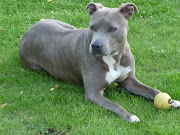 Breed of the MonthAmerican Staffordshire Terrier