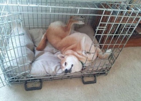 Cute dogs - part 14 (50 pics), funny dogs, cute dog pictures, cute puppies