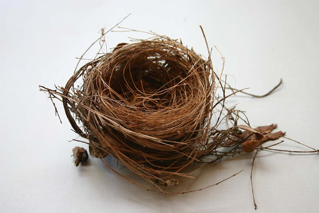 Photos Of Bird Nests