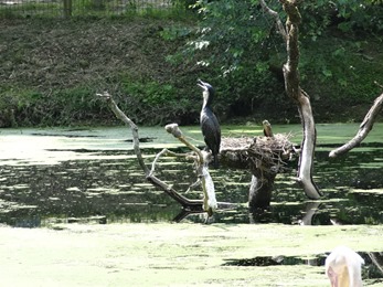 2018.06.30-023 cormoran