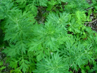 Medicinal Plants Found in Terai Region of Nepal